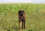 DOGUE ALLEMAND 368